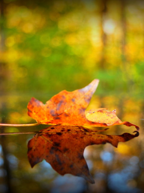 Capturing fall at Gatineau park
