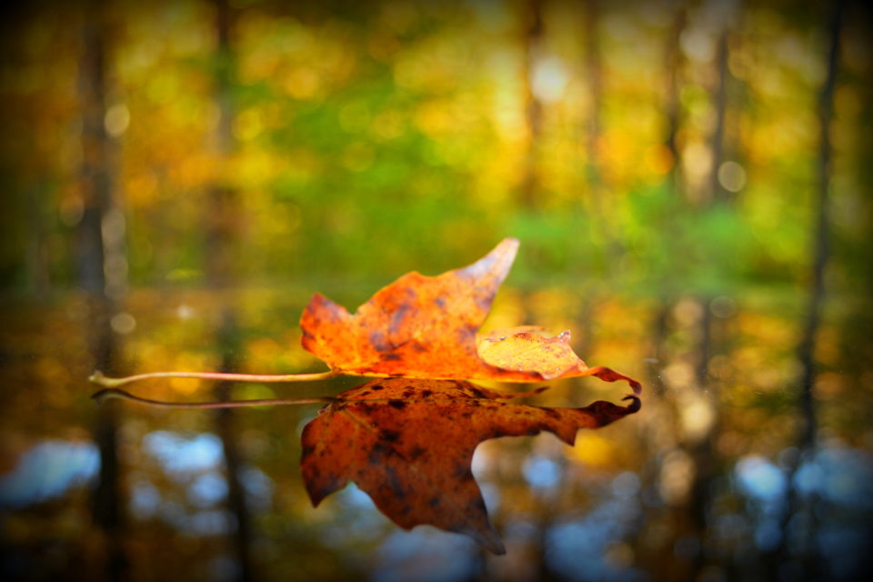 Capturing fall at Gatineau park